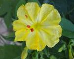 Мирабилис ялапа  (Ночная красавица), садовые цветы, желтый