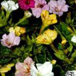 Мирабилис ялапа  (Ночная красавица), садовые цветы, белый