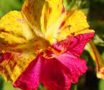 Мирабилис ялапа  (Ночная красавица), садовые цветы, фиолетовый