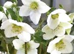 Морозник (Геллеборус), садовые цветы, белый
