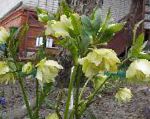 Морозник (Геллеборус), садовые цветы, желтый