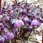 Морозник (Геллеборус), садовые цветы, фиолетовый