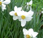 Нарцисс, садовые цветы, белый