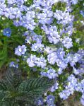 Немезия, садовые цветы, голубой