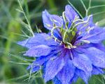 Чернушка (Нигелла), садовые цветы, синий