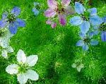 Чернушка (Нигелла), садовые цветы, голубой