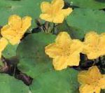 Нимфейник (Болотноцветник), садовые цветы, желтый