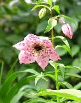 Номохарис, садовые цветы, розовый