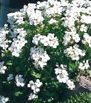 Обриета (Аубреция), садовые цветы, белый