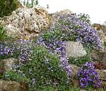 Обриета (Аубреция), садовые цветы, голубой