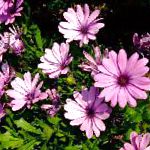 Остеоспермум (Капская маргаритка), садовые цветы, розовый