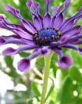 Остеоспермум (Капская маргаритка), садовые цветы, фиолетовый