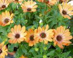 Остеоспермум (Капская маргаритка), садовые цветы, оранжевый