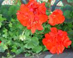 Пеларгония, садовые цветы, красный