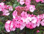 Пеларгония, садовые цветы, розовый
