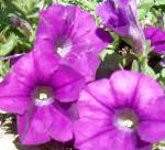 Петунья, садовые цветы, фиолетовый