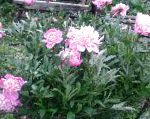 Пион, садовые цветы, розовый