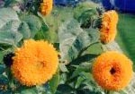 Подсолнечник однолетний, садовые цветы, оранжевый