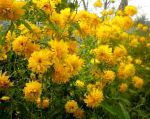 Рудбекия многолетняя, садовые цветы, желтый