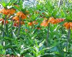 Рябчик (Фритиллария), садовые цветы, оранжевый