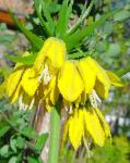 Рябчик (Фритиллария), садовые цветы, желтый