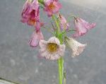 Рябчик (Фритиллария), садовые цветы, розовый