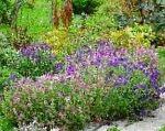 Сальвия пестрая (Шалфей), садовые цветы, фиолетовый
