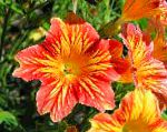 Сальпиглоссис, садовые цветы, оранжевый