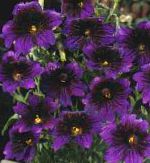 Сальпиглоссис, садовые цветы, фиолетовый