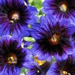 Сальпиглоссис, садовые цветы, синий