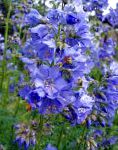 Синюха, садовые цветы, голубой