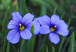 Сизиринхий (Сисиринхий) узколистный, садовые цветы, голубой