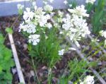 Смолка (Вискария), садовые цветы, белый