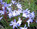Хионодокса (Снеговик), садовые цветы, голубой