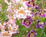 Схизантус (Шизантус), садовые цветы, розовый