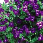 Торения, садовые цветы, фиолетовый