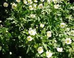 Ветренница (анемона) канадская, садовые цветы