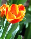 Тюльпан, садовые цветы, оранжевый