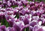 Тюльпан, садовые цветы, фиолетовый