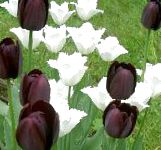 Тюльпан, садовые цветы, черный