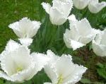 Тюльпан, садовые цветы, белый