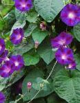 Фарбитис (Ипомея), садовые цветы, фиолетовый