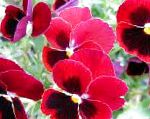 Фиалка Витрокка (Анютины глазки), садовые цветы, красный