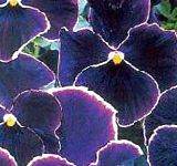 Фиалка Витрокка (Анютины глазки), садовые цветы, черный