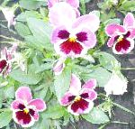 Фиалка Витрокка (Анютины глазки), садовые цветы, розовый