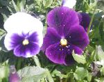 Фиалка Витрокка (Анютины глазки), садовые цветы, фиолетовый