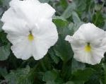 Фиалка Витрокка (Анютины глазки), садовые цветы, белый