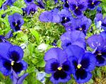 Фиалка Витрокка (Анютины глазки), садовые цветы, синий