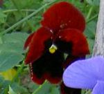 Фиалка Витрокка (Анютины глазки), садовые цветы, бордовый