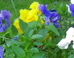 Фиалка Витрокка (Анютины глазки), садовые цветы, голубой